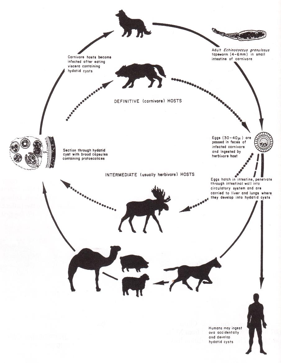 Life cycle of Echinococcus granulosus by Eckert, 2001